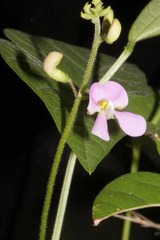 Phaseolus acutifolius
