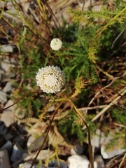 Santolina pinnata