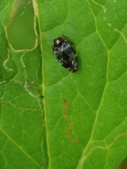 Brachys ovatus