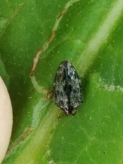 Brachys ovatus