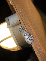 Prionoxystus macmurtrei