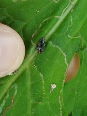 Brachys ovatus