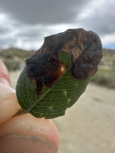 Immaculate Leaf Blotch Miner