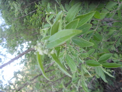 Neopringlea integrifolia