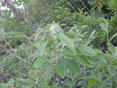 Neopringlea integrifolia
