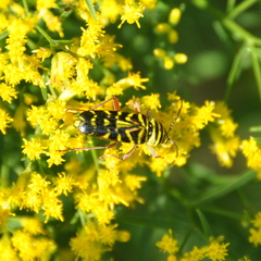 Megacyllene robiniae