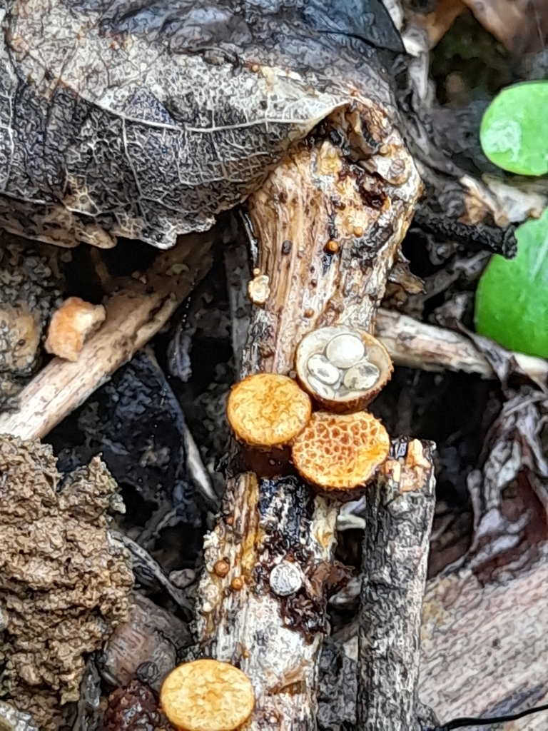 Crucibulum simile · April 2025 · photo: © mphnz (iNaturalist, cc0)