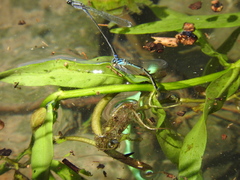 Enallagma novaehispaniae