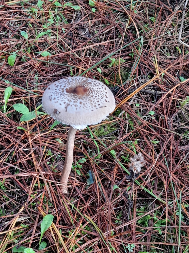 Macrolepiota clelandii · April 2025 · photo: © mphnz (iNaturalist, cc0)