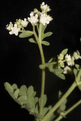 Parthenium confertum