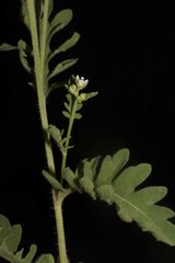 Parthenium confertum