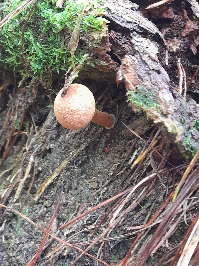 Chalciporus piperatus · April 2025 · photo: © mphnz (iNaturalist, cc0)