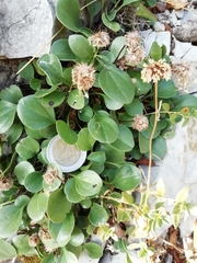 Globularia incanescens