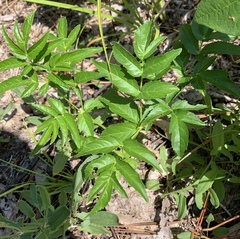Aralia hispida