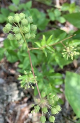 Aralia hispida