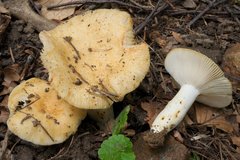 Russula farinipes