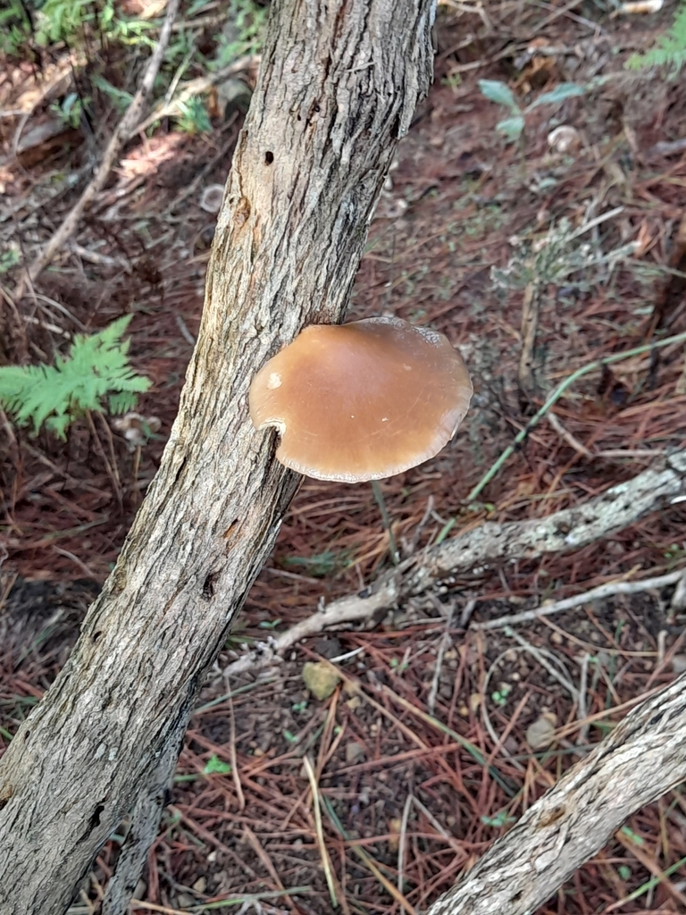 Pleurotus australis · April 2025 · photo: © mphnz (iNaturalist, cc0)