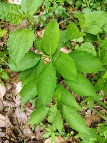 Indian stinging nettle (Tragia involucrata)