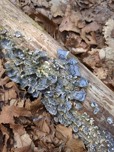 Trametes versicolor