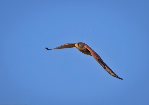 Eurasian Kestrel