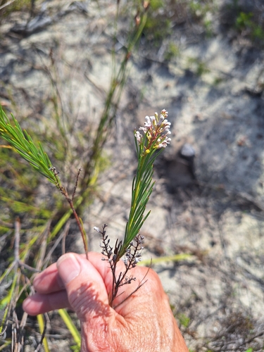 Image of Spatalla racemosa by (c) Adele SL, some rights reserved (CC BY)