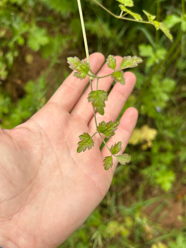 Chaparral Clematis foliage