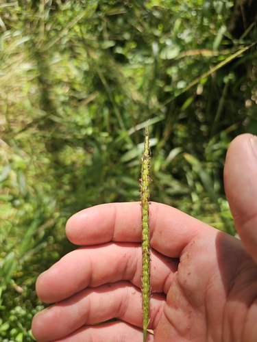 Ribbed Murainagrass