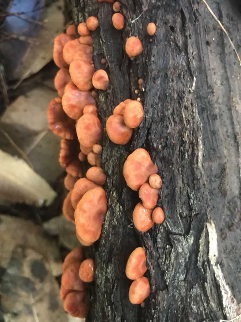 Anthracophyllum archeri · April 2025 · photo: © annbentley (iNaturalist, cc-by)