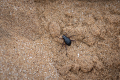 Onymacris unguicularis