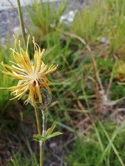 Centaurea arachnoidea