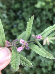Teucrium scordium