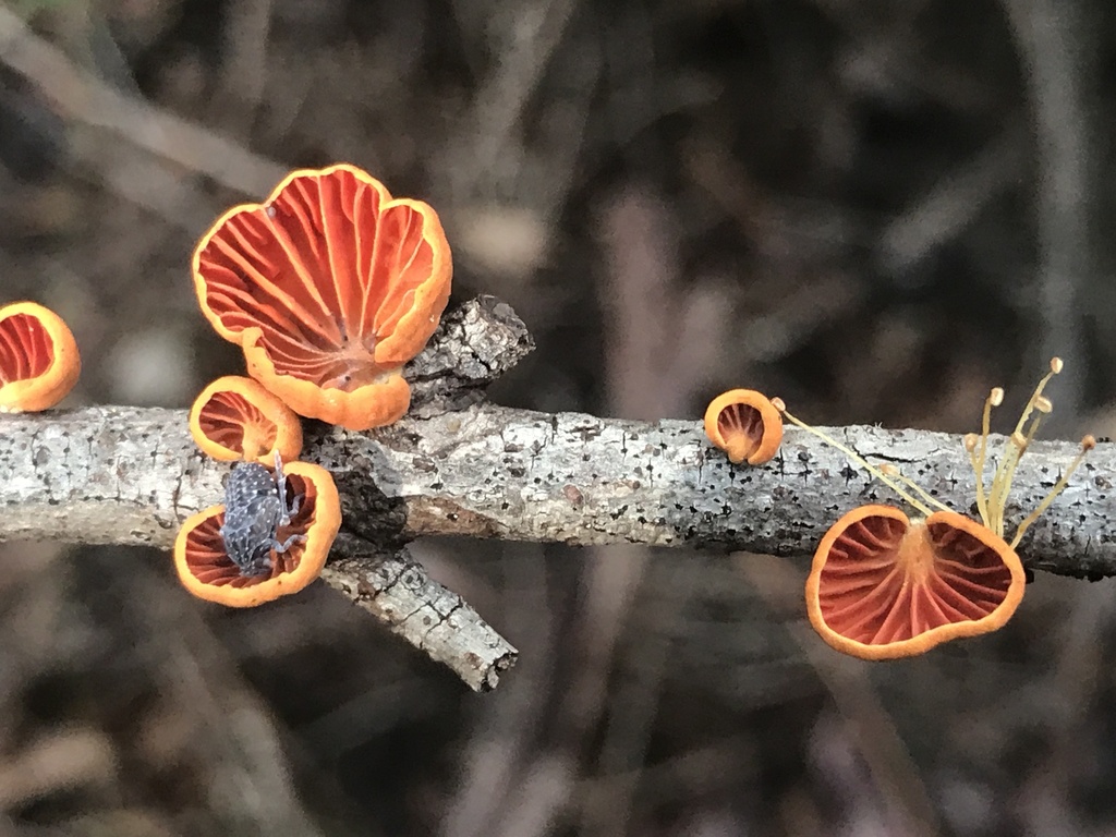 Anthracophyllum archeri · April 2025 · photo: © annbentley (iNaturalist, cc-by)