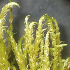 Drepanocladus