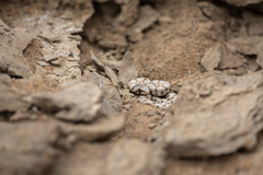 Dipsina multimaculata