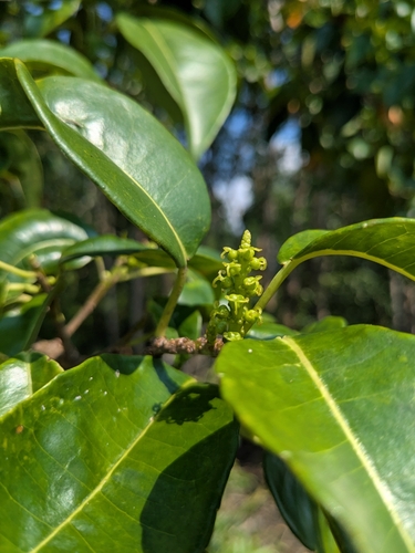 Excoecaria agallocha