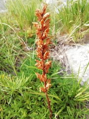 Orobanche apuana