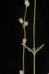 Froelichia arizonica