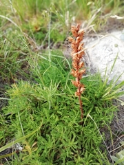 Orobanche apuana