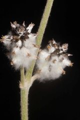 Froelichia arizonica