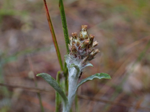 Image of Gamochaeta ustulata by (c) LK, some rights reserved (CC BY)