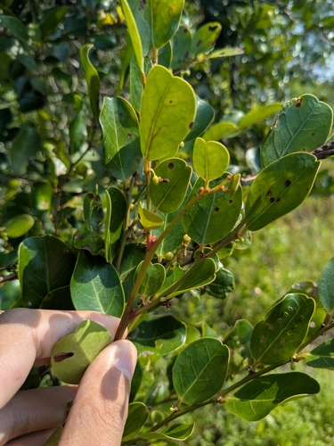 Glochidion littorale