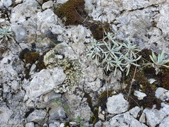 Achillea ageratifolia