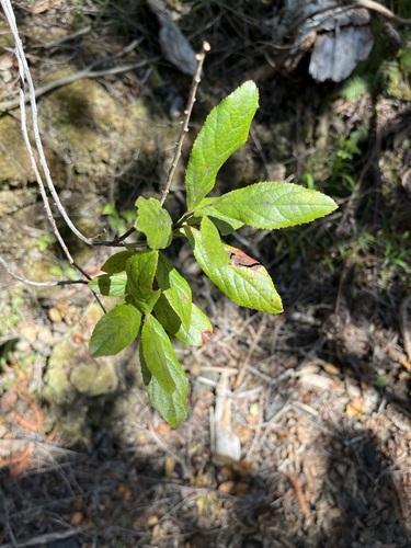 Vaccinium calycinum observed 2023-01-09