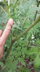 Datura quercifolia