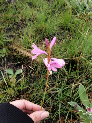 Image of Watsonia mtamvunae by (c) Aaliyah Motala, some rights reserved (CC BY-SA)
