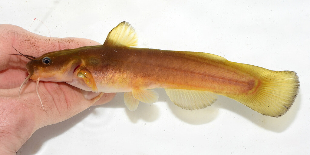 Margined Madtom