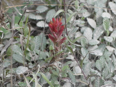 Castilleja purpurascens