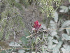 Castilleja purpurascens