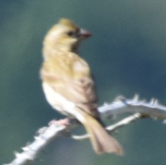 Haemorhous purpureus