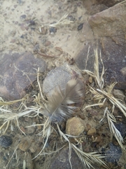 Athene noctua